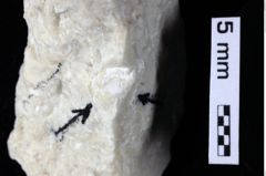 Foto (Detailansicht) von Munitheites kuepperi (Fraaije et al., 2019) (NHMW-GEO-1990-0041-0332)